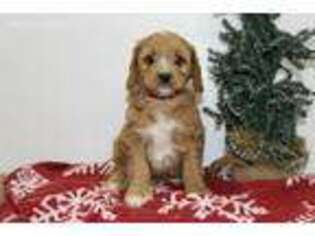 Cavapoo Puppy for sale in Rochester, IN, USA