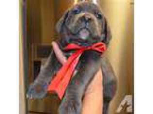 Cane Corso Puppy for sale in LAS VEGAS, NV, USA