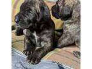 Great Dane Puppy for sale in Mora, MN, USA