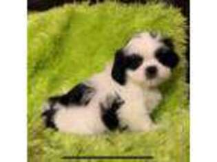 Mutt Puppy for sale in Warren, TX, USA