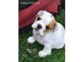 Bulldog Puppy for sale in Rupert, ID, USA