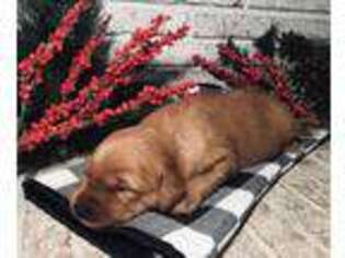 Golden Retriever Puppy for sale in Salisbury, NC, USA