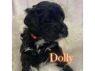 Portuguese Water Dog Puppy for sale in Woodstock, GA, USA