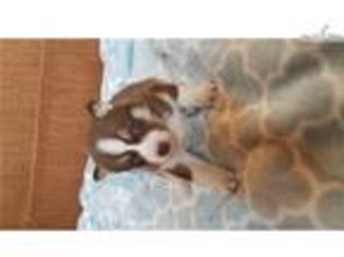 Siberian Husky Puppy for sale in Amarillo, TX, USA