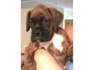 Boxer Puppy for sale in Palm City, FL, USA