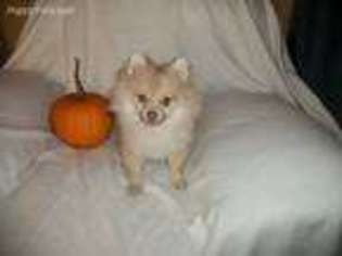 Pomeranian Puppy for sale in Plymouth, WI, USA
