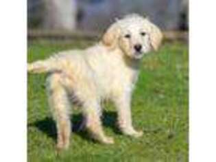 Labradoodle Puppy for sale in Eagle Point, OR, USA