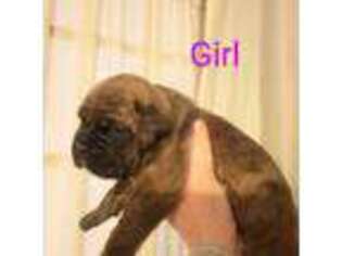 Boxer Puppy for sale in Paoli, IN, USA