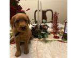 Goldendoodle Puppy for sale in Roselle, IL, USA