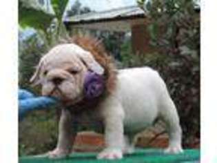 Bulldog Puppy for sale in Miami Beach, FL, USA