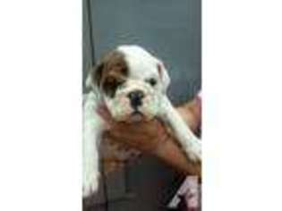 Bulldog Puppy for sale in KANEOHE, HI, USA