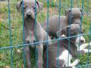 Italian Greyhound Puppy for sale in Rembert, SC, USA