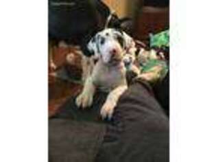 Great Dane Puppy for sale in Choctaw, OK, USA