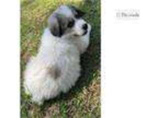 Great Pyrenees Puppy for sale in Hinesville, GA, USA