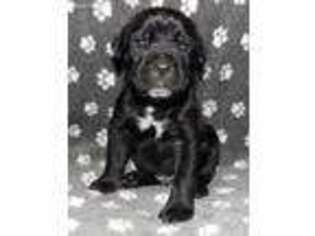 Cane Corso Puppy for sale in Zelienople, PA, USA