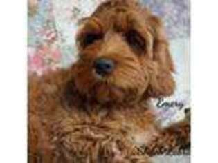 Labradoodle Puppy for sale in Tillamook, OR, USA