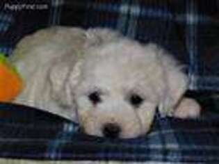 Bichon Frise Puppy for sale in Doon, IA, USA