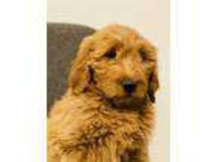 Goldendoodle Puppy for sale in San Francisco, CA, USA