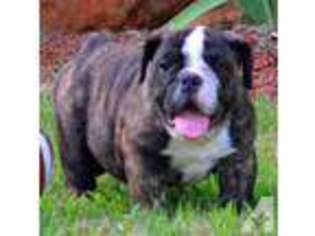 Bulldog Puppy for sale in ROYSE CITY, TX, USA