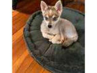 Alaskan Klee Kai Puppy for sale in Bellingham, WA, USA