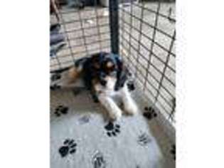 Cavalier King Charles Spaniel Puppy for sale in Grover Beach, CA, USA