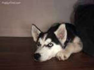 Siberian Husky Puppy for sale in Raleigh, NC, USA