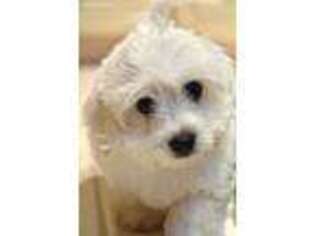 Coton de Tulear Puppy for sale in North Palm Beach, FL, USA