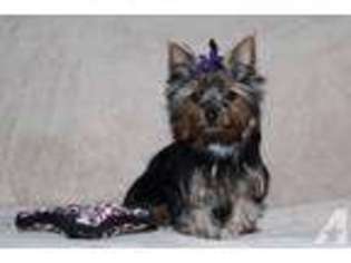 Yorkshire Terrier Puppy for sale in PANAMA CITY, FL, USA