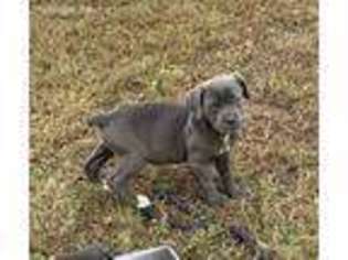 Cane Corso Puppy for sale in Iva, SC, USA