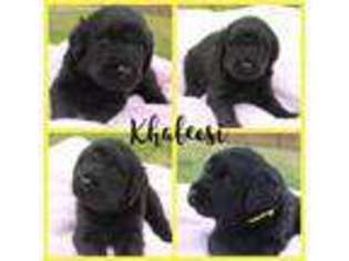 Labradoodle Puppy for sale in Austin, AR, USA