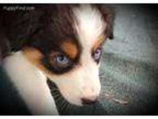 Australian Shepherd Puppy for sale in Oak Hill, FL, USA