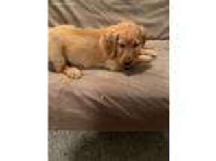 Golden Retriever Puppy for sale in Lamar, CO, USA