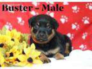 Rottweiler Puppy for sale in Narvon, PA, USA