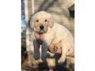 Labradoodle Puppy for sale in Buffalo, MN, USA