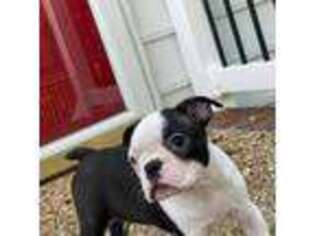 Boston Terrier Puppy for sale in Williamsburg, VA, USA