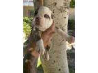 Olde English Bulldogge Puppy for sale in Anaheim, CA, USA