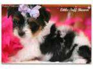 Biewer Terrier Puppy for sale in Milton, WV, USA
