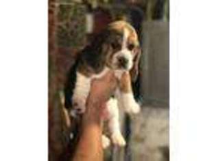 Basset Hound Puppy for sale in Stratford, CT, USA
