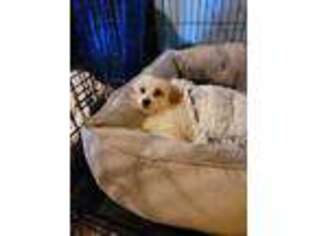 Cavachon Puppy for sale in Clayton, NC, USA