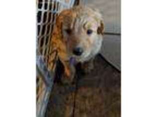 Goldendoodle Puppy for sale in Pinetop, AZ, USA