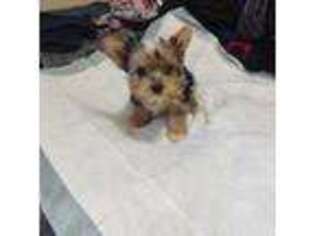 Yorkshire Terrier Puppy for sale in Freeport, IL, USA