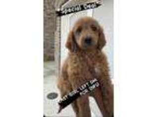 Goldendoodle Puppy for sale in Sherman Oaks, CA, USA