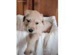 Goldendoodle Puppy for sale in Greensburg, KS, USA