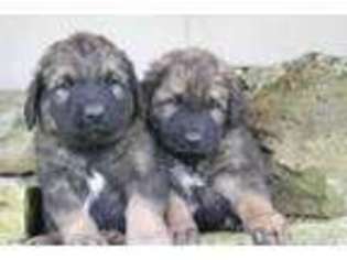 Leonberger Puppy for sale in Hartville, MO, USA