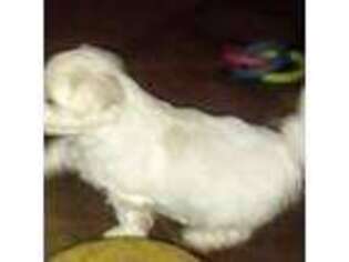 Maltese Puppy for sale in Pottsboro, TX, USA