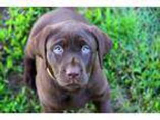 Labrador Retriever Puppy for sale in Adair, OK, USA
