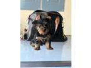 Yorkshire Terrier Puppy for sale in Terrell, TX, USA