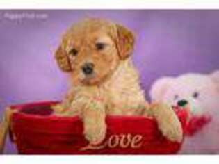 Goldendoodle Puppy for sale in Robinson, IL, USA