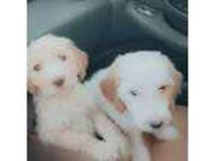 Goldendoodle Puppy for sale in Burleson, TX, USA