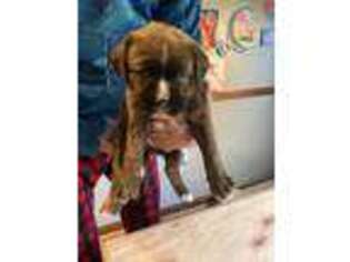Boxer Puppy for sale in Harwich, MA, USA